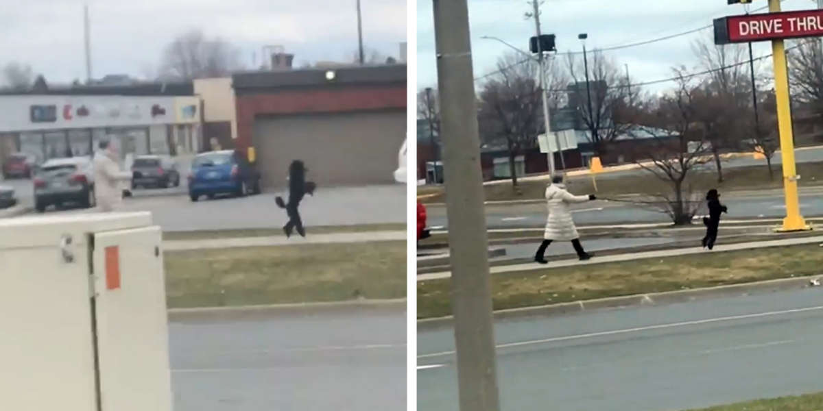 Guy Spots A Dog Happily Walking Down The Street Like A Human - The Dodo