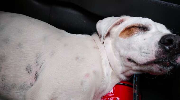 Stray dog sleeps in car