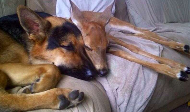 German Shepherd Loves To Babysit Orphaned Fawns - The Dodo
