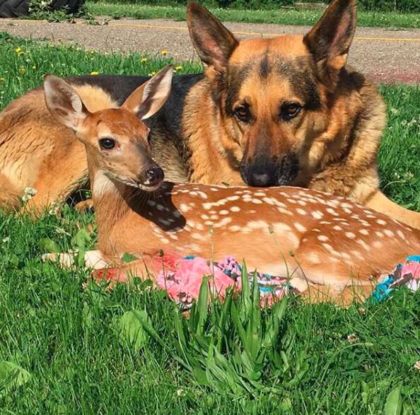 Kind dog makes the best pillow for orphaned fawns