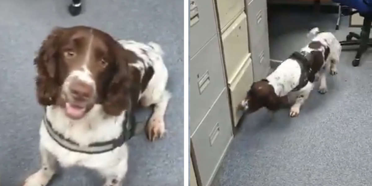 Adorable Police Dog Learns To Sniff Out Hidden Toilet Paper The Dodo