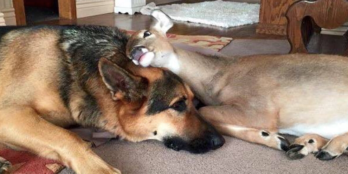 German Shepherd Loves To Babysit Orphaned Fawns - The Dodo