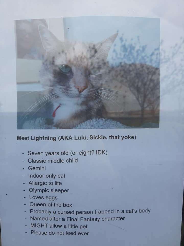 cat signs