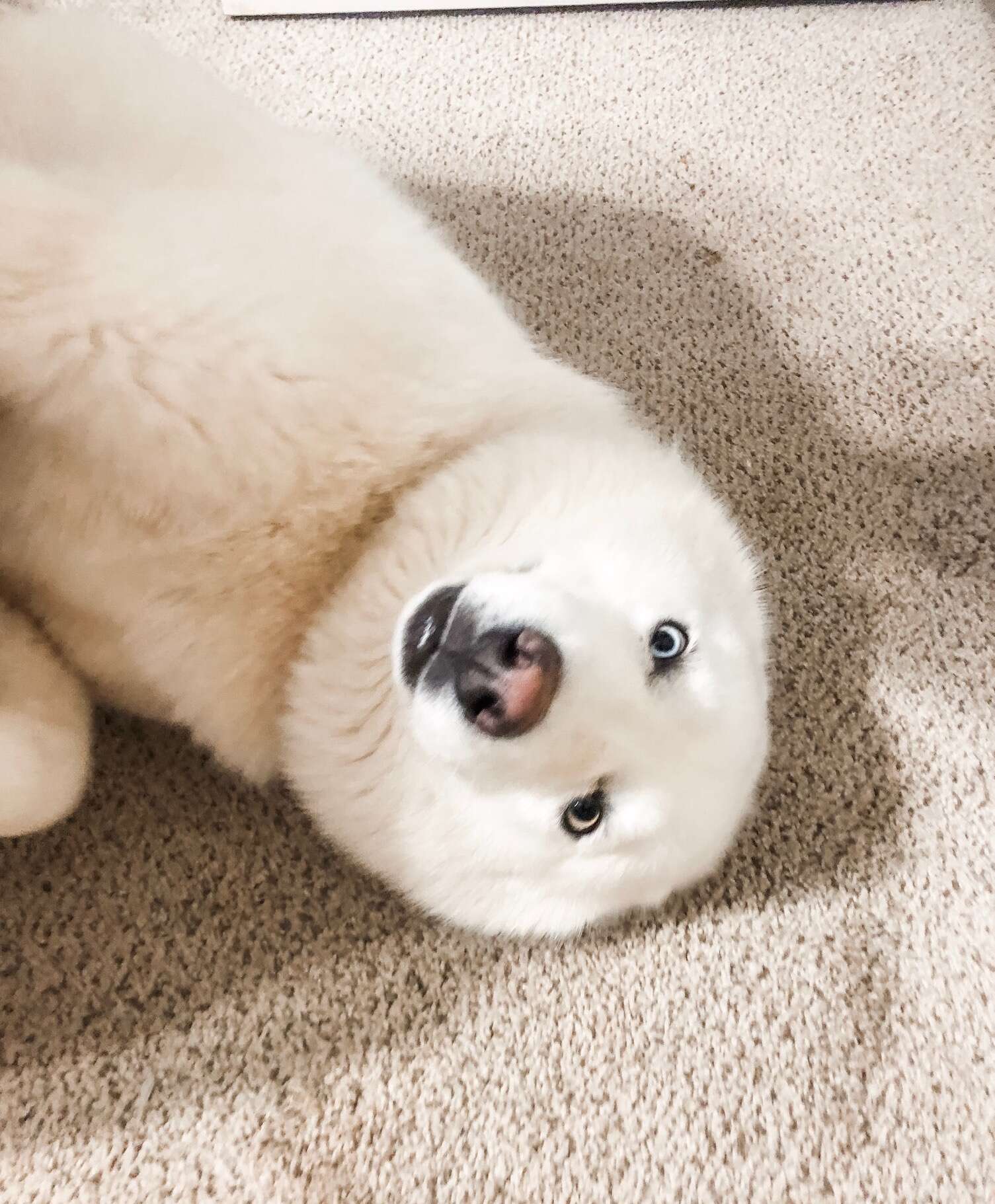 Chubby husky doesn't want to walk