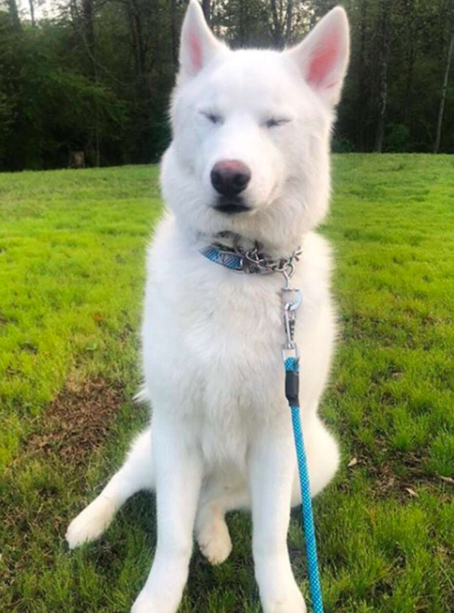 Chubby Husky Howls Whenever He Has To Go For A Walk - The Dodo