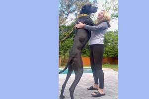 Woman With A House Full Of Dogs Fosters Two Adorable Great Danes