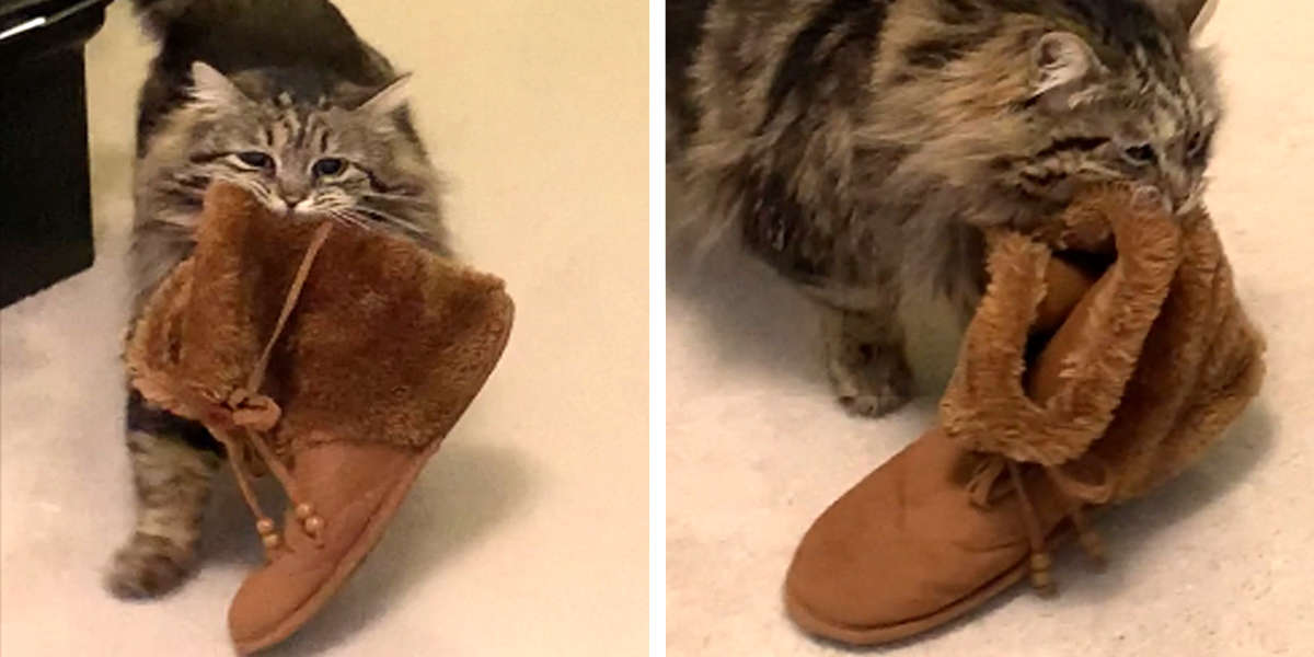 Grateful Rescue Cat Brings Mom Her Slippers Every Morning The Dodo