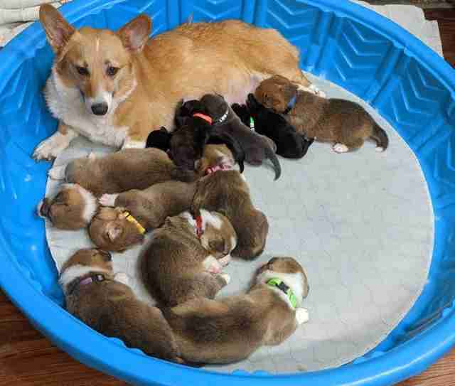 Corgi Mom Cares For Orphaned Puppies The Dodo