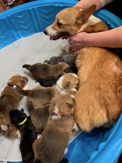 corgi mom