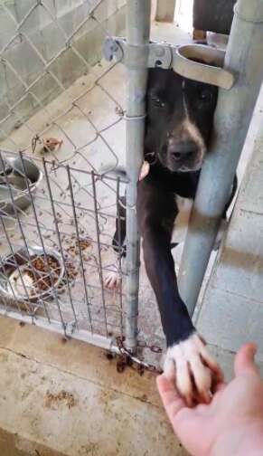 Shelter dog wants to hold hands