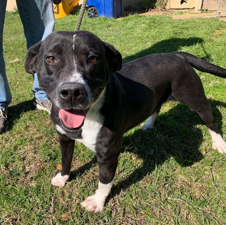 Shelter dog holds hands