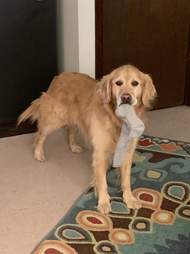 dog sock