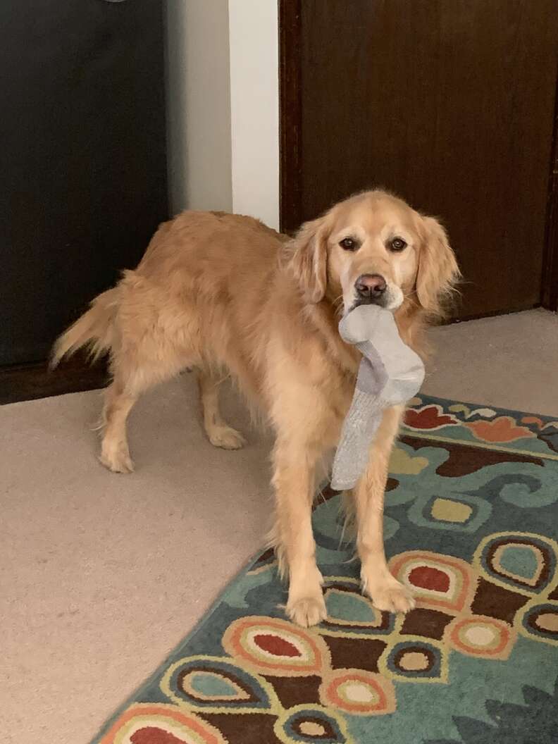 dog sock