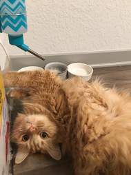 Cat Only Drinks From Hamster Bottle The Dodo