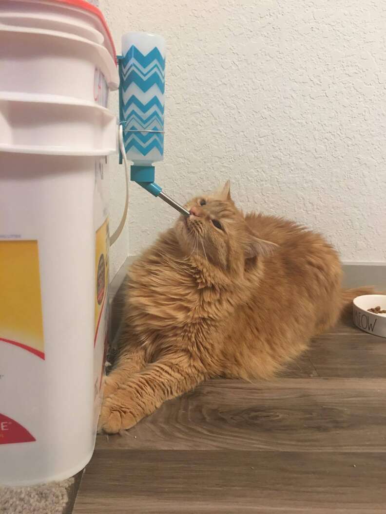 Cat Only Drinks From Hamster Bottle The Dodo