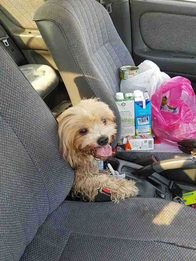 Dog found on the street with a note