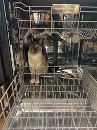 cat climbs microwave