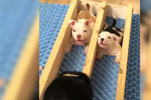 Roly-Poly Pittie Puppy Who Couldn't Walk Finds The Perfect Home