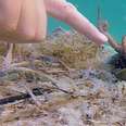 Wild Octopus Is Always Excited To See His Human Best Friend