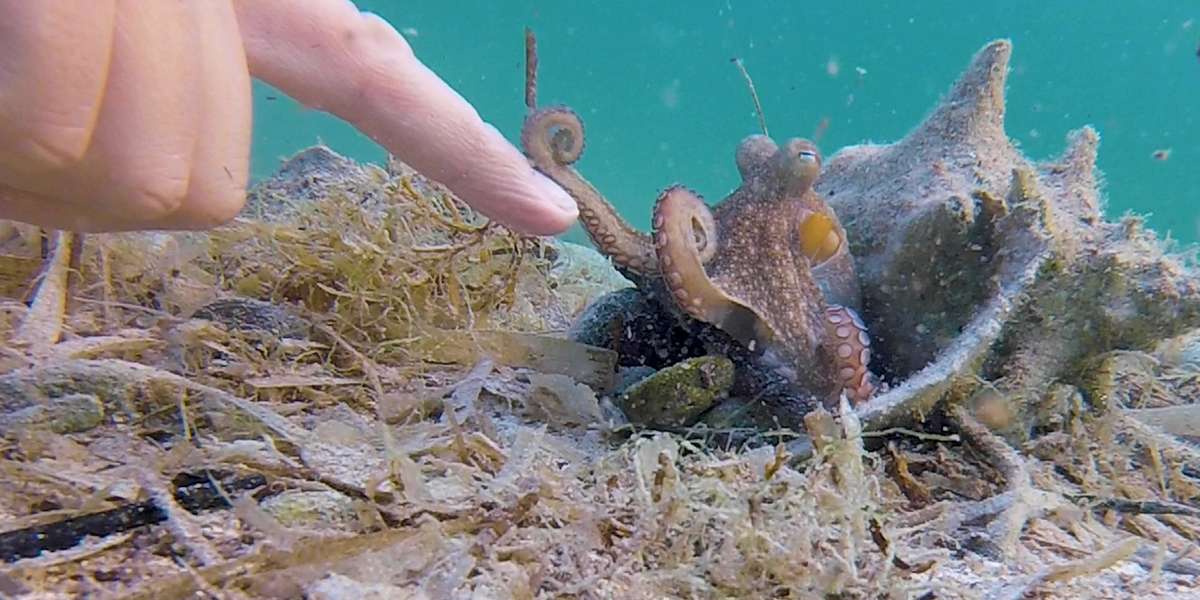 Wild Octopus Is Always Excited To See His Human Best Friend Videos