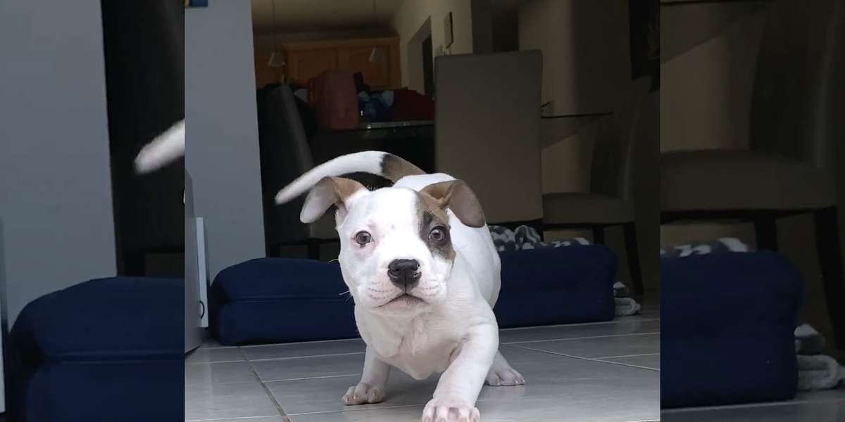 Brave Puppy Won't Let Anything Stop Her - Videos - The Dodo