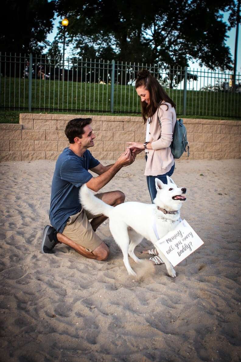 dog helps dad propose