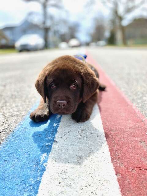 Brody is the BPD’s first Therapy/Comfort Dog in training