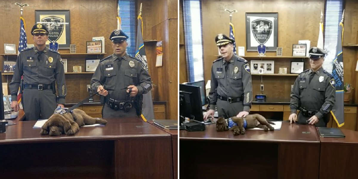 K-9 Comfort Dog Sleeps Through His Swearing-In Ceremony - The Dodo