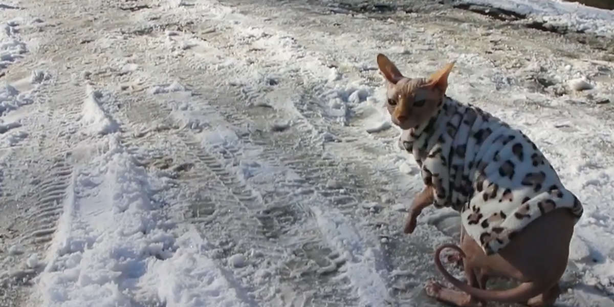 Hairless Cat Insists On Going Out In The Snow Videos The Dodo