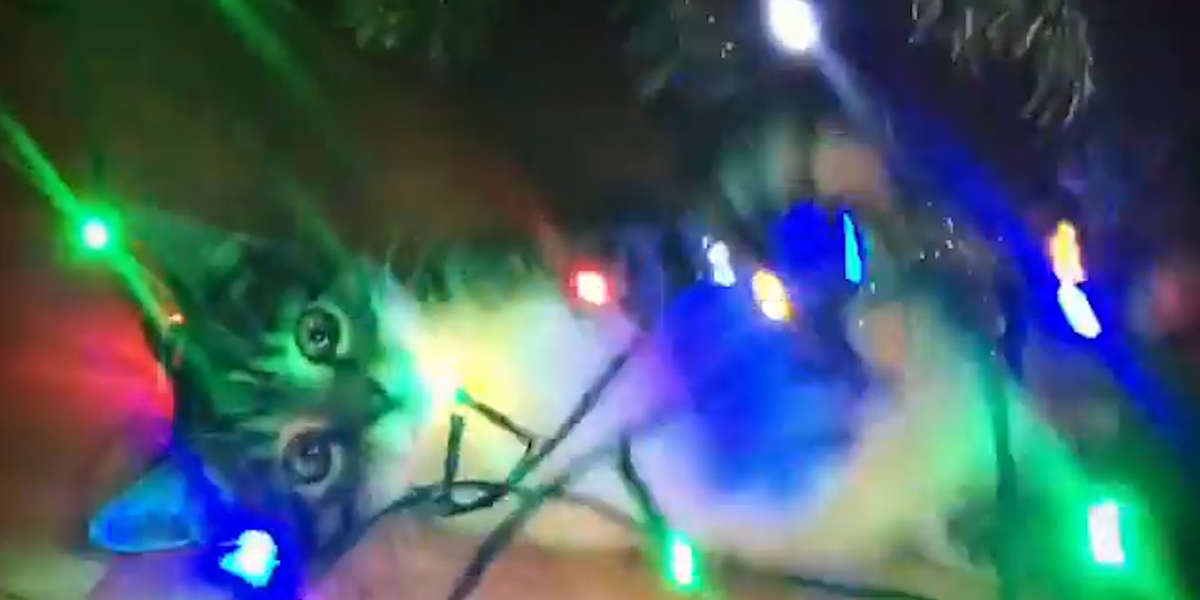 Cats vs. Christmas Trees Videos The Dodo