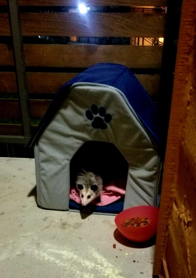 possum pretends to be a cat
