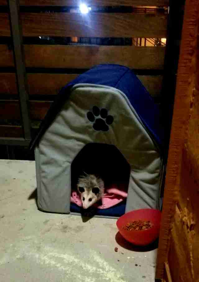 possum pretends to be a cat