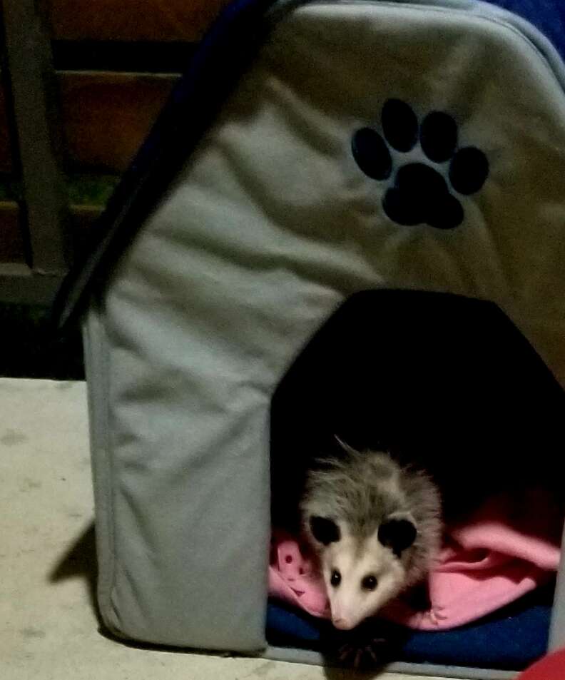 possum pretends to be a cat