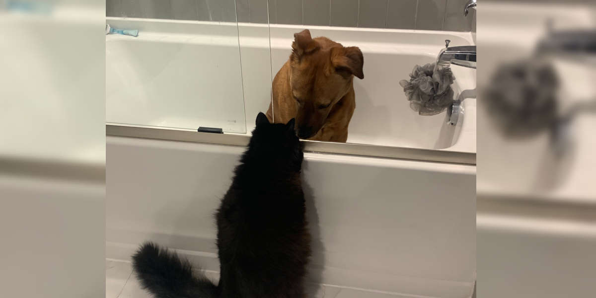 Cat Comforts Nervous Dog During Thunderstorm The Dodo