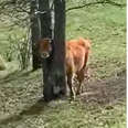 Baby Cow With Head Stuck In Tree Is So Happy Someone Stopped To Save Him