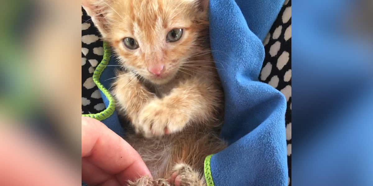 Woman Finds Tiny Kitten On The Side Of The Road - Videos - The Dodo