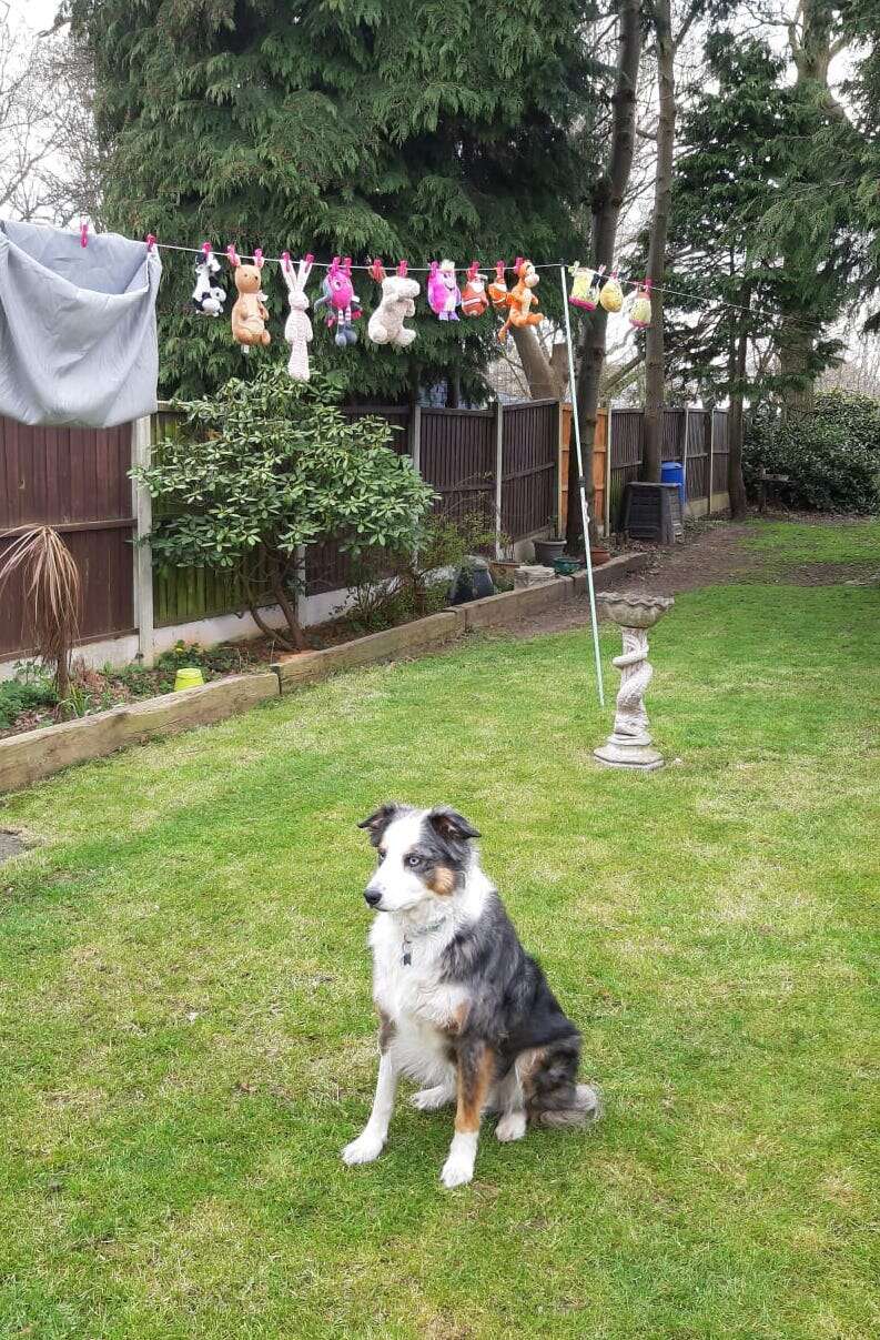 Dog guards his toys while they dry
