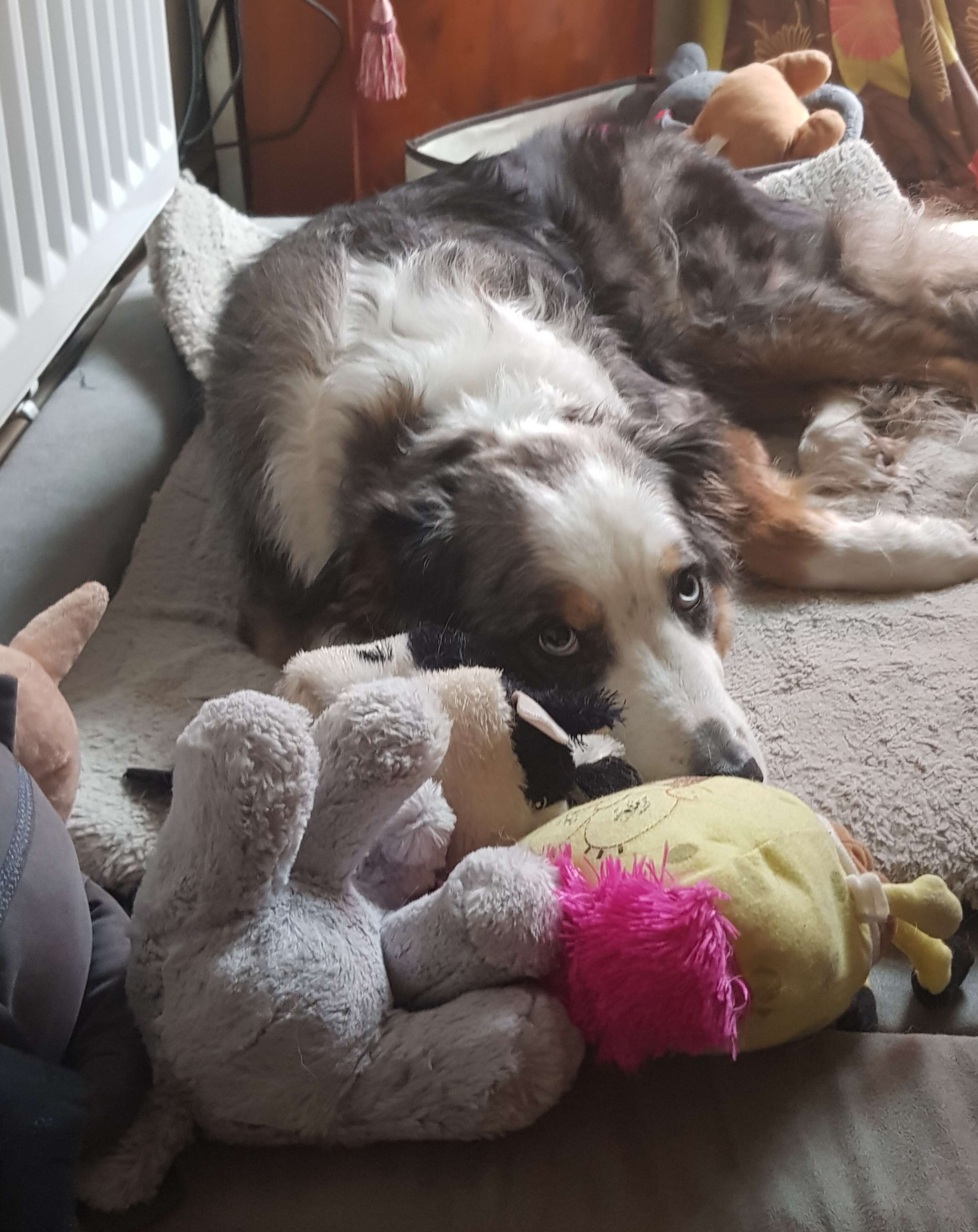 Mika snuggles with his toys