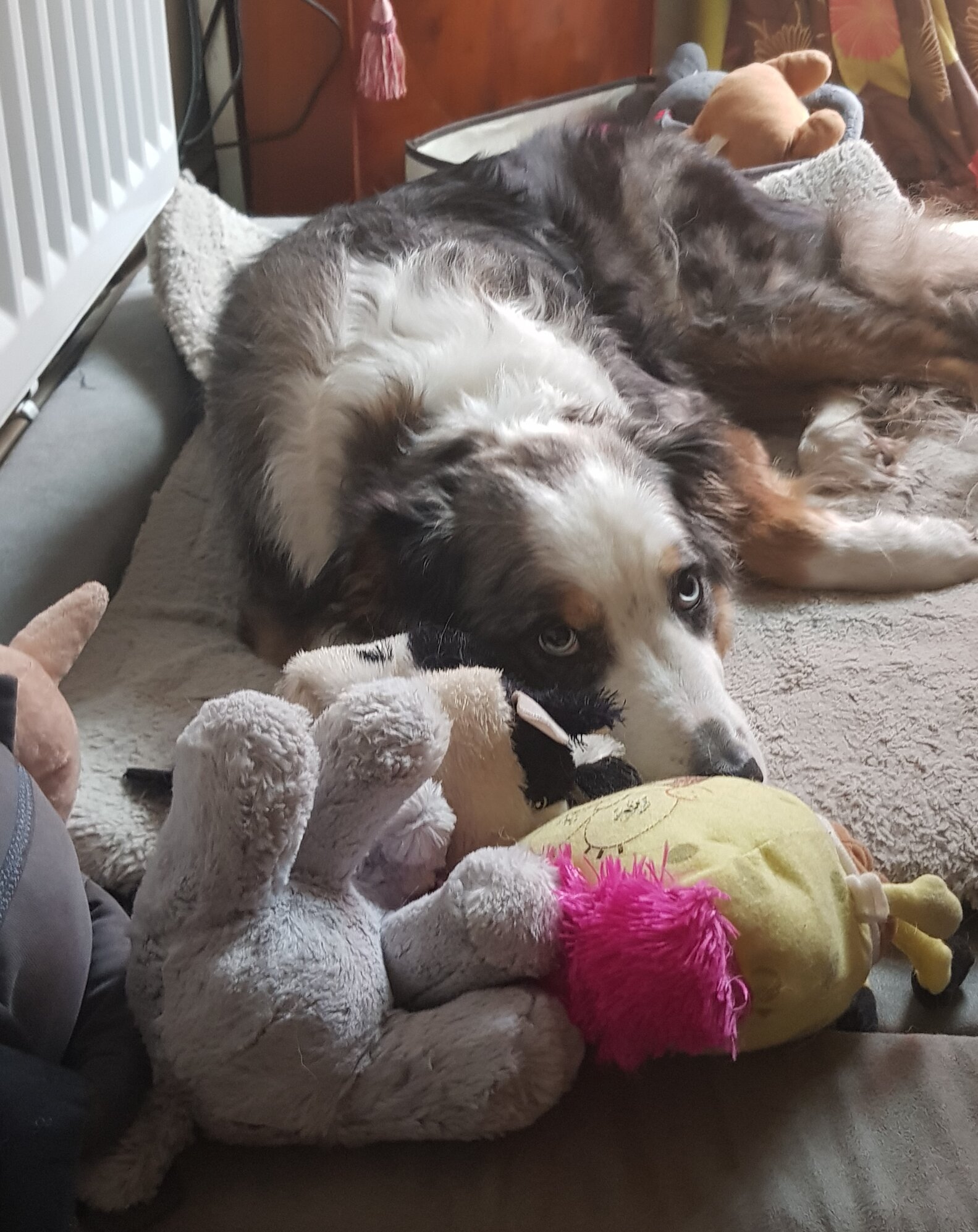 Dog Guards His Toys After They've Been Washed The Dodo