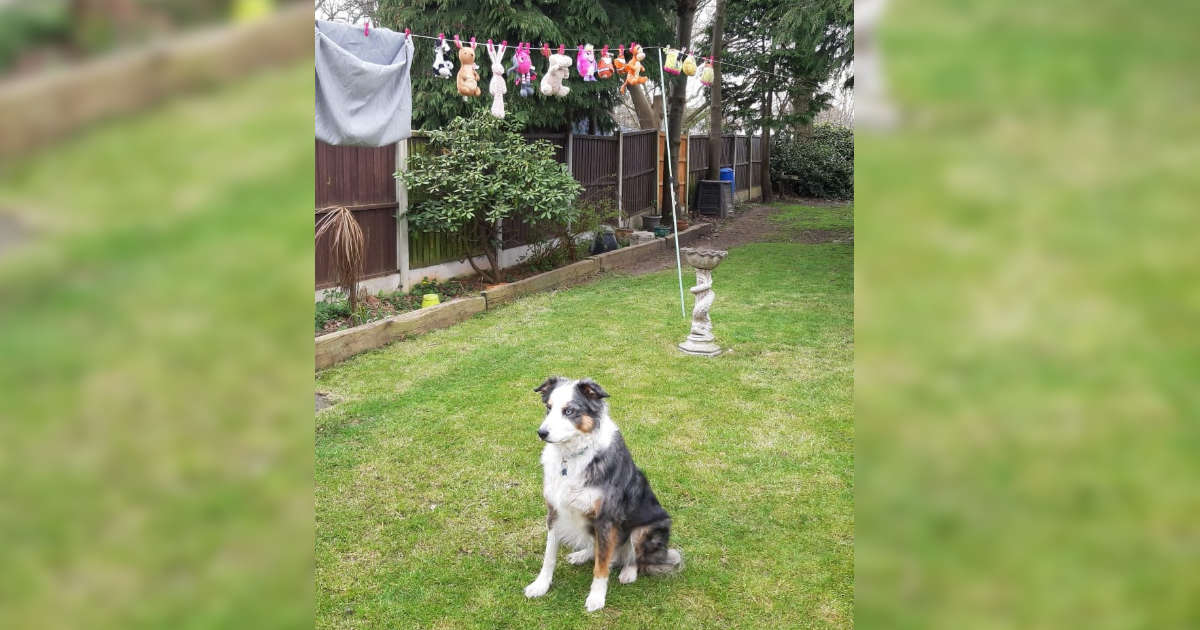 Dog Guards His Toys After They've Been Washed The Dodo