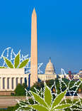 Dispensaries, Delivery Companies, and Other Ways to Get Weed in DC