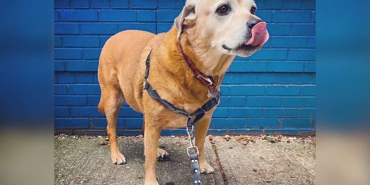 Watch This Foster Dog Turn Into A Foster-Fail - Videos - The Dodo