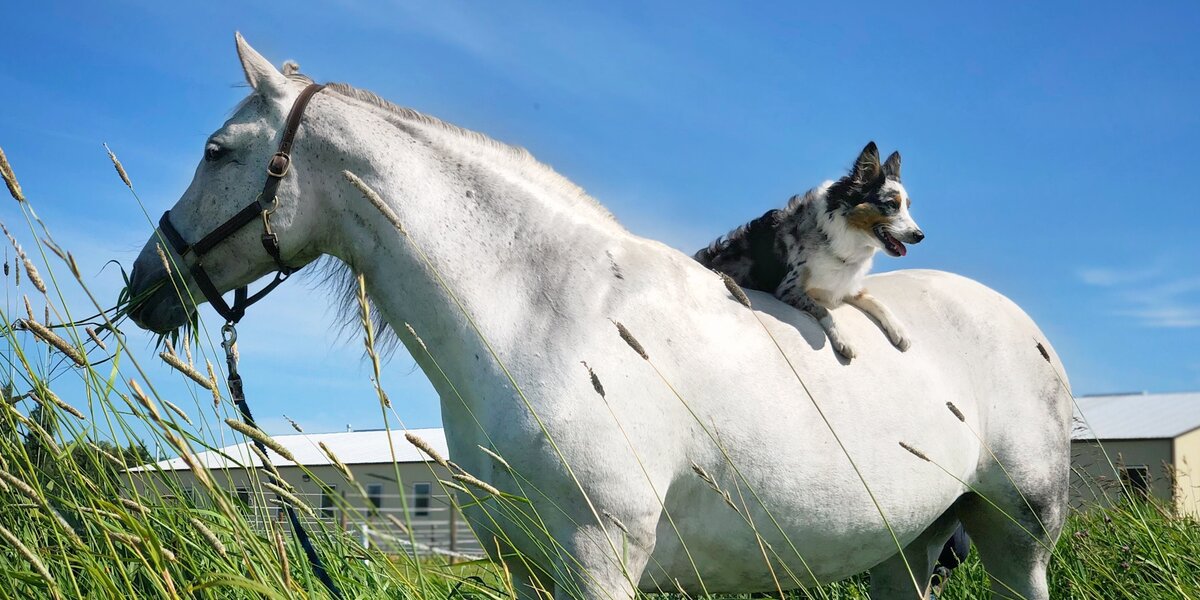 Great Dog Riding Dog Can't Stop Smiling When He's Riding His Favorite Horse - Videos ...