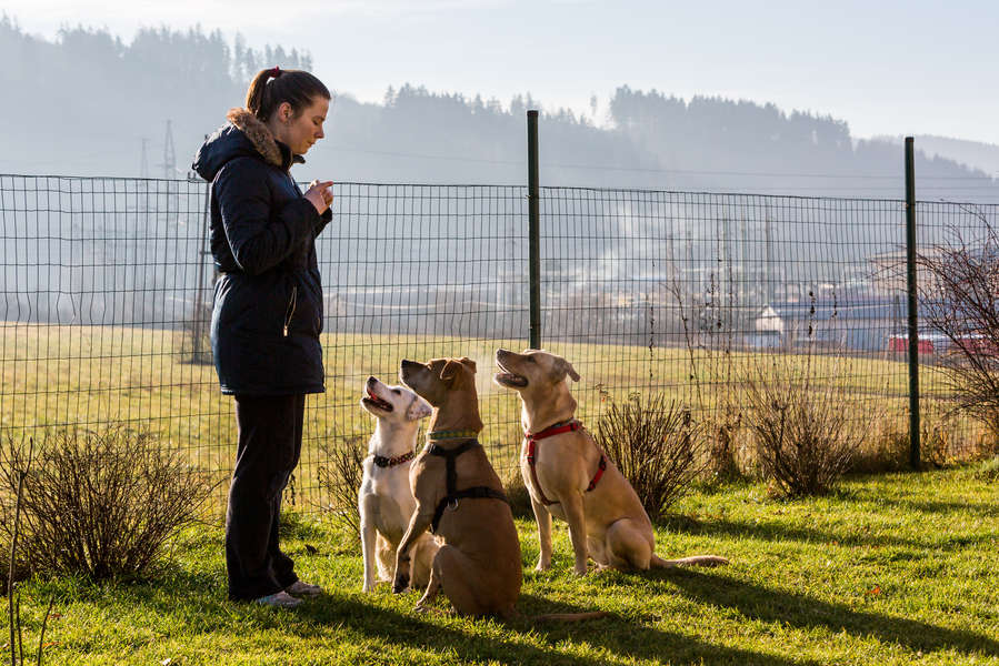 Free Dog Training Classes Online Learn How to Train Your