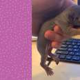 Guy Rescues Baby Squirrel And Reunites Him With Mom