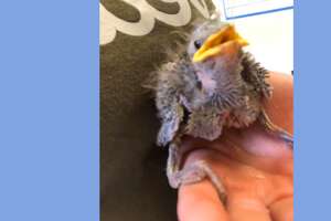 Rescued Wild Bird Loves To Imitate His Mom's Voice