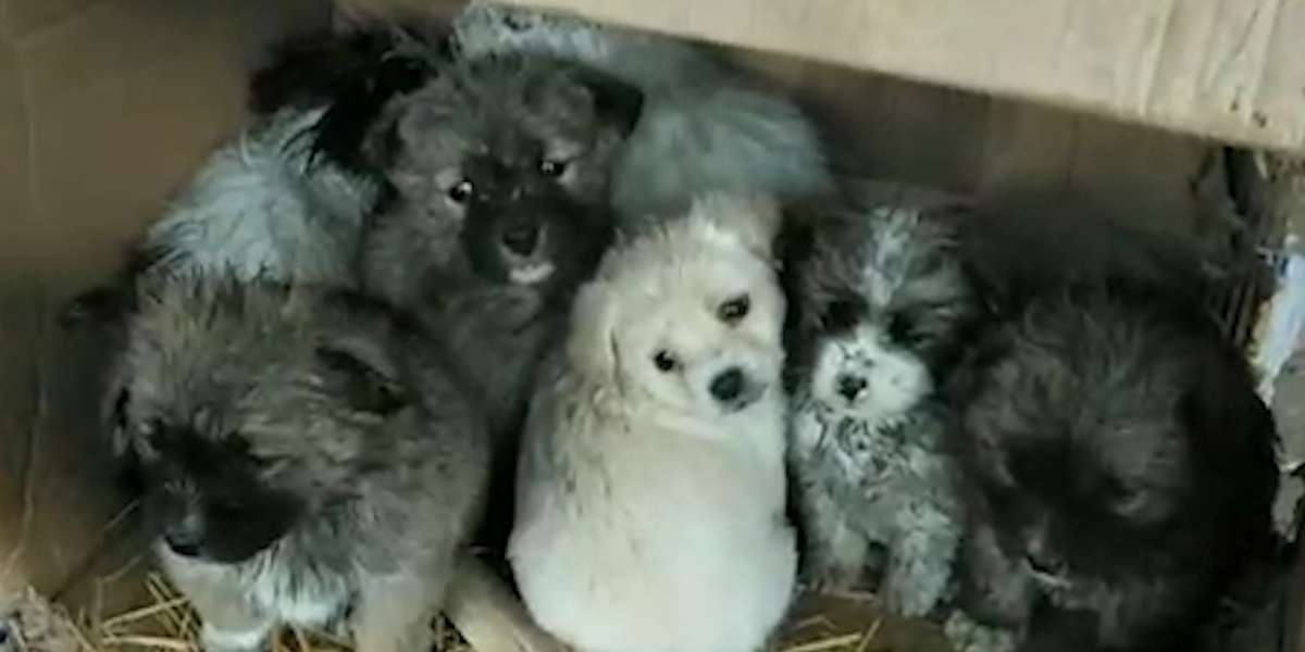 Women Rescue Hundreds Of Stray Dogs During Quarantine Videos The Dodo