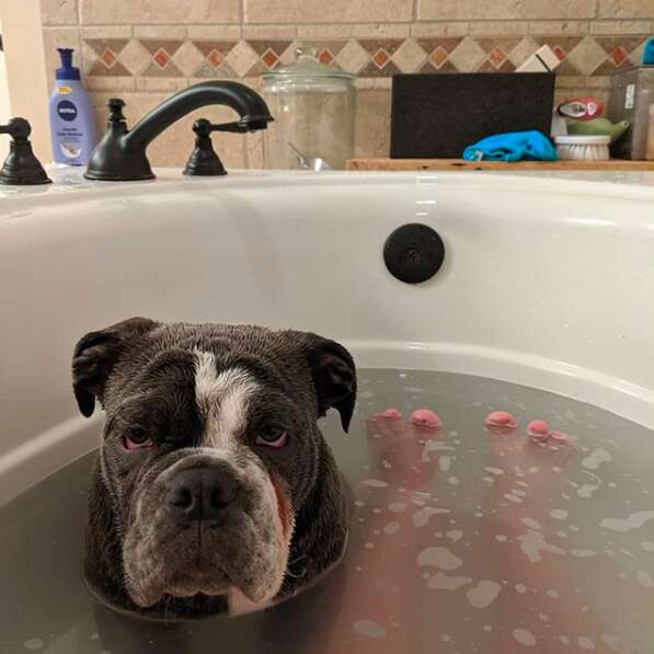 dog wants to get in bathtub