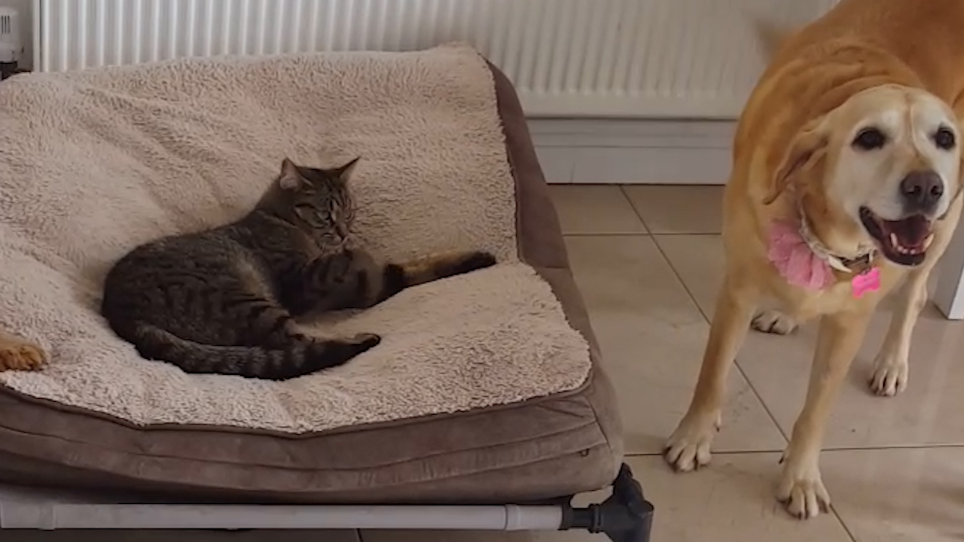 cat takes dog bed