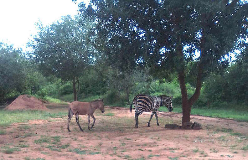 zonkey